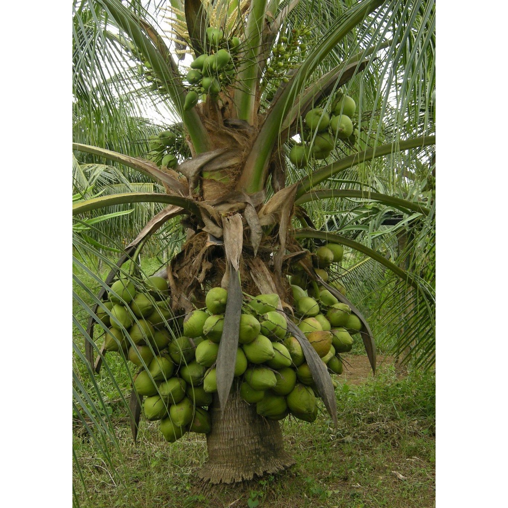 Green Paradise Coconut Plant Dwarf Green Bona Variety Green Coconut Hybride Dwarf Cocount Live