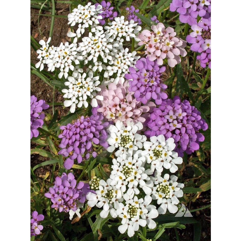 Candytuft Seeds ( Chandhi taaph ) Flower Seeds Pack of 30 Seeds