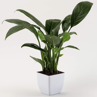 Ashokavanam Peace Lily Spathiphyllum Sensation Indoor Plant Shopee India