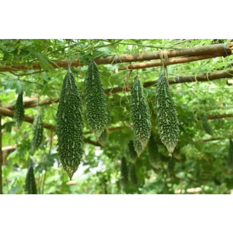 Pure Desi High Quality Bitter Gourd Karela Seeds Pack Of 30 Shopee India