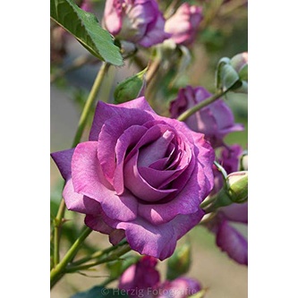 SANHOC Seeds Package Superb Personalised & Flower Gifts for All OcnsSEED Rose Zoe