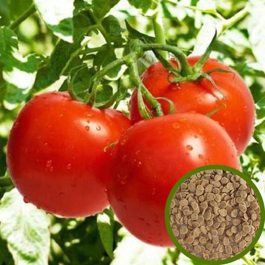 Tomato Seeds Vegetable Seeds Shopee India