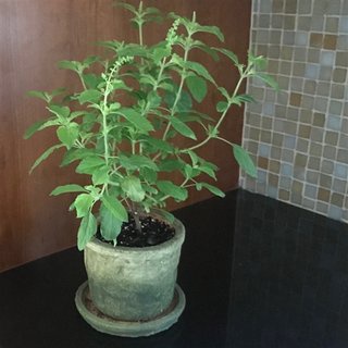 Ojorey Live Krishna Shyama Tulsi Herbal Plant With Pot (big Plant 