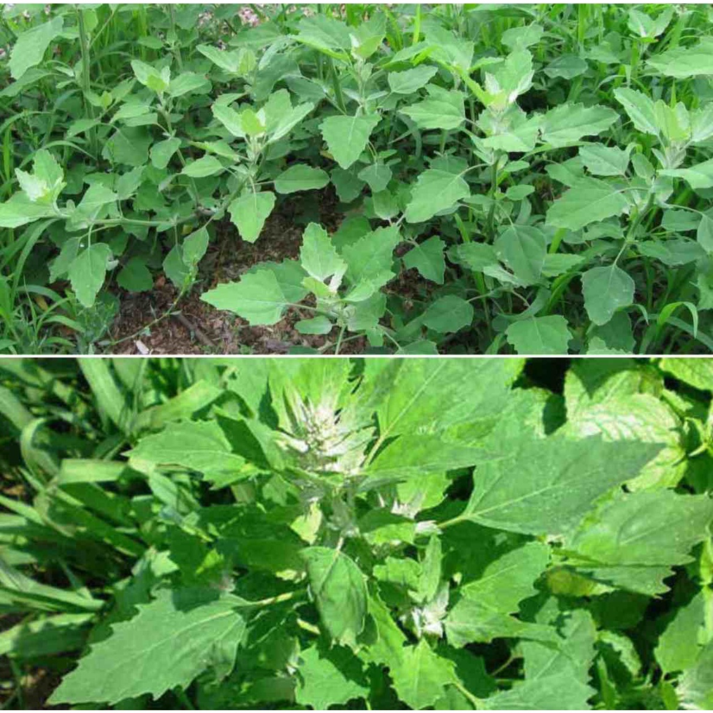 Bathua Lambs quarter saag 150 seeds pack with user manual Shopee India