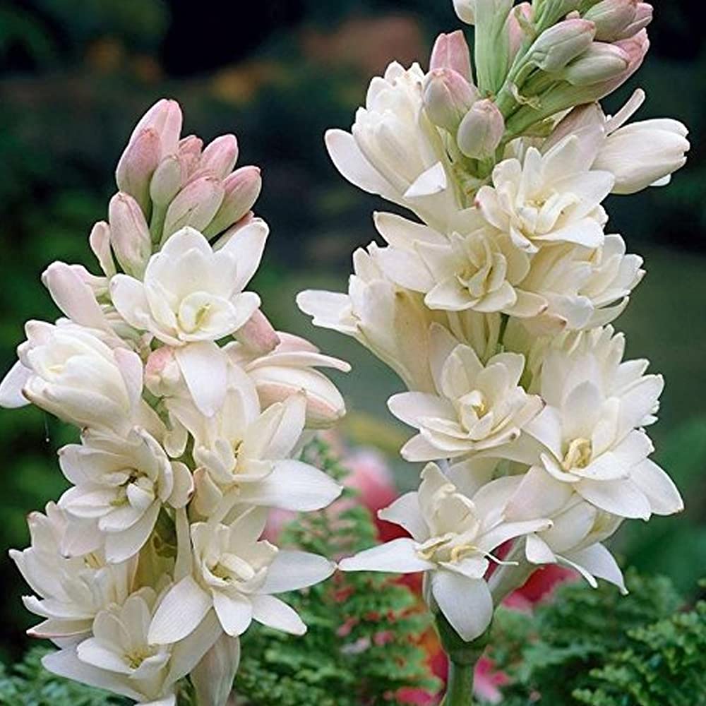 Rajani Gandha flower /Tuberose /Polianthes tuberosa/Mexican tuberose