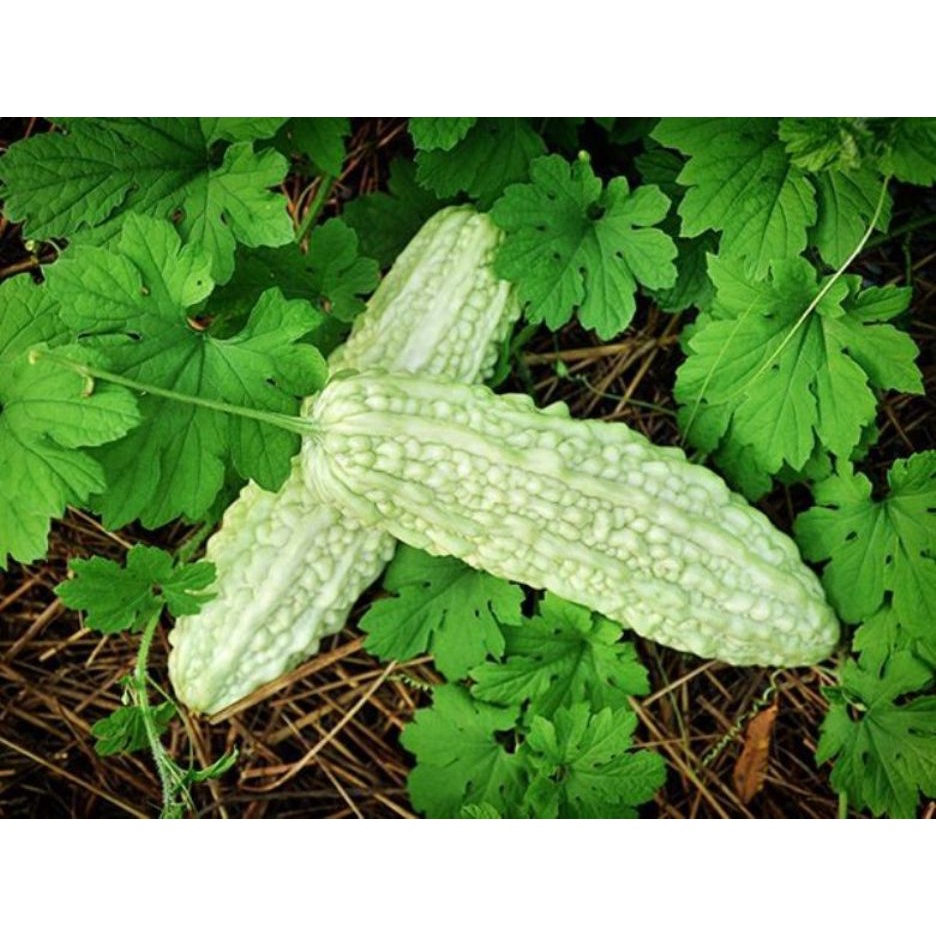 White Bitter Gourd Karela Jhalri Long Desi Vegetable Seeds Pack Of 15 Seeds Shopee India