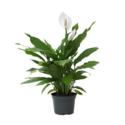 Ashokavanam Peace Lily Spathiphyllum Sensation Indoor Plant Shopee India