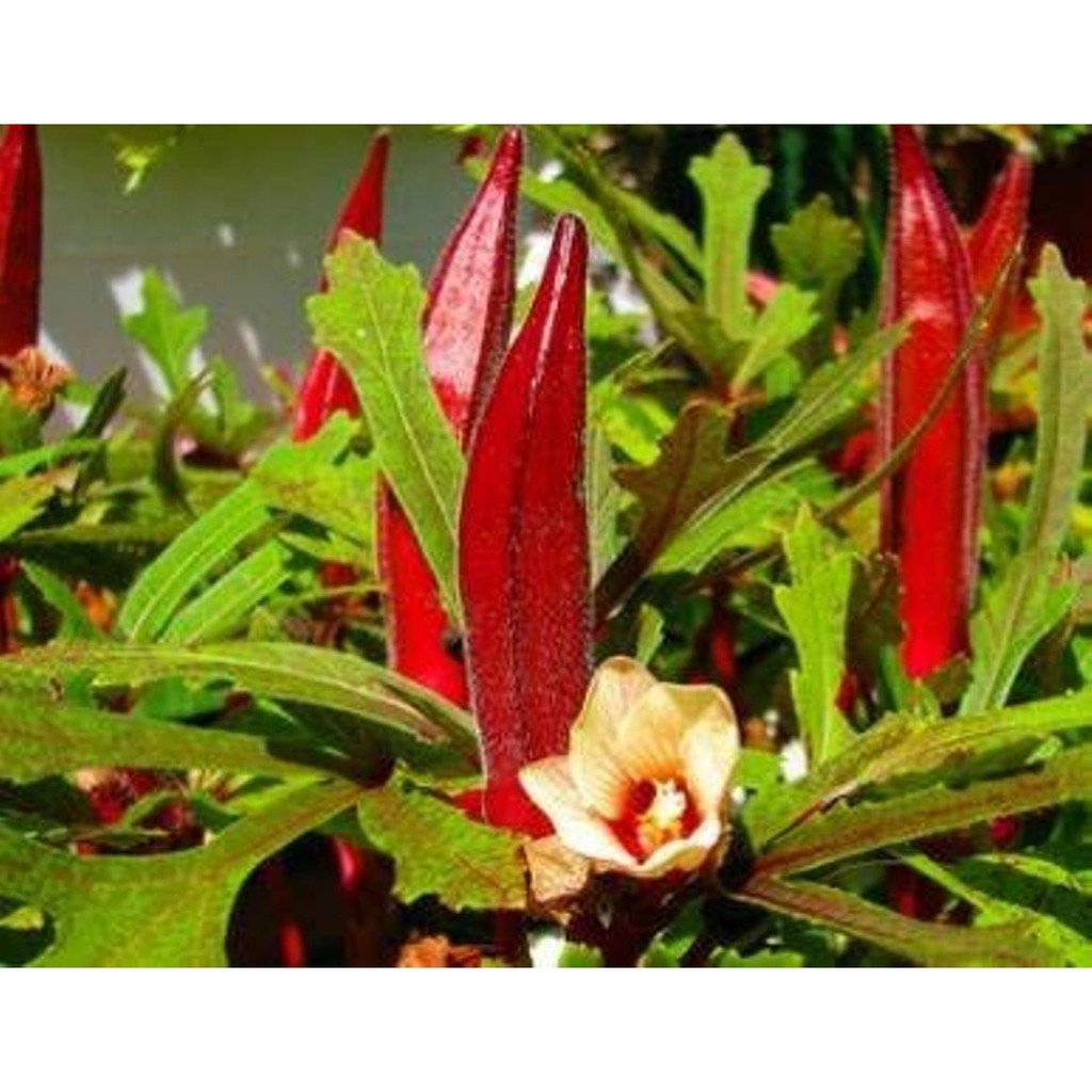 Red Burgundy Okra Seeds 100 count Home & Hobby Floral & Garden Crafts ...