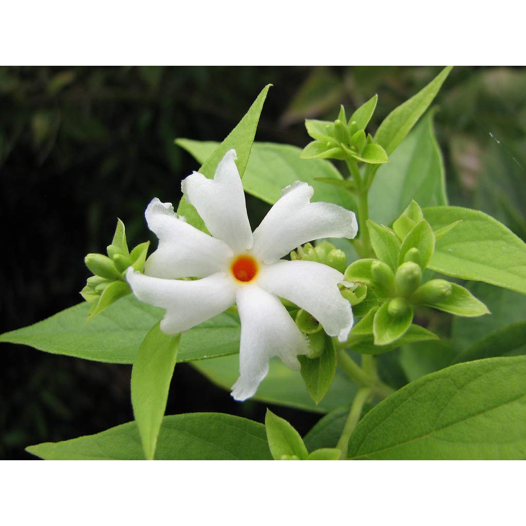 Parijat flower plant seeds/night jasmine plant seeds/harsingar flowers