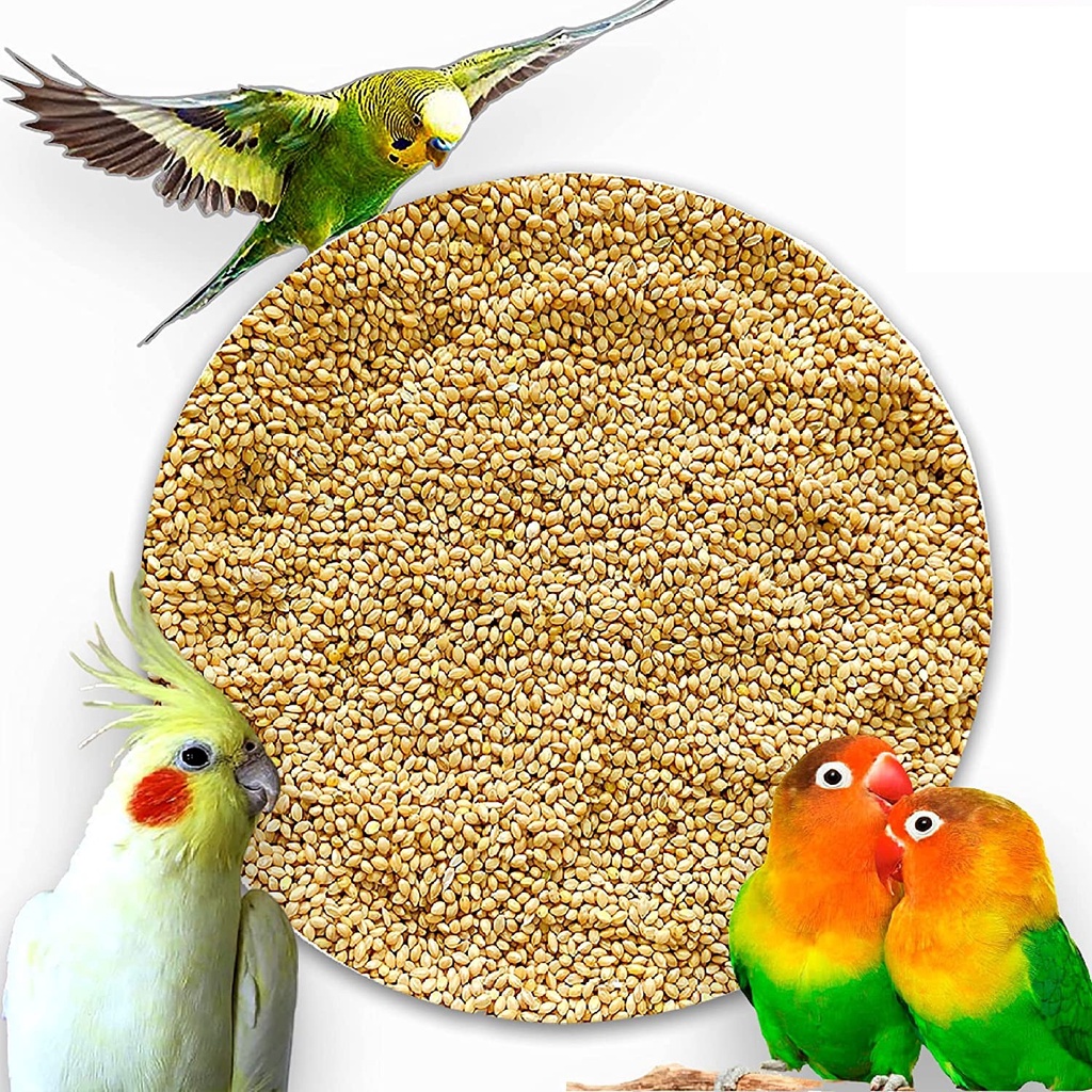 Kangni White Seeds Daily Diet for Budgies, cockatail, Lovebirds Food