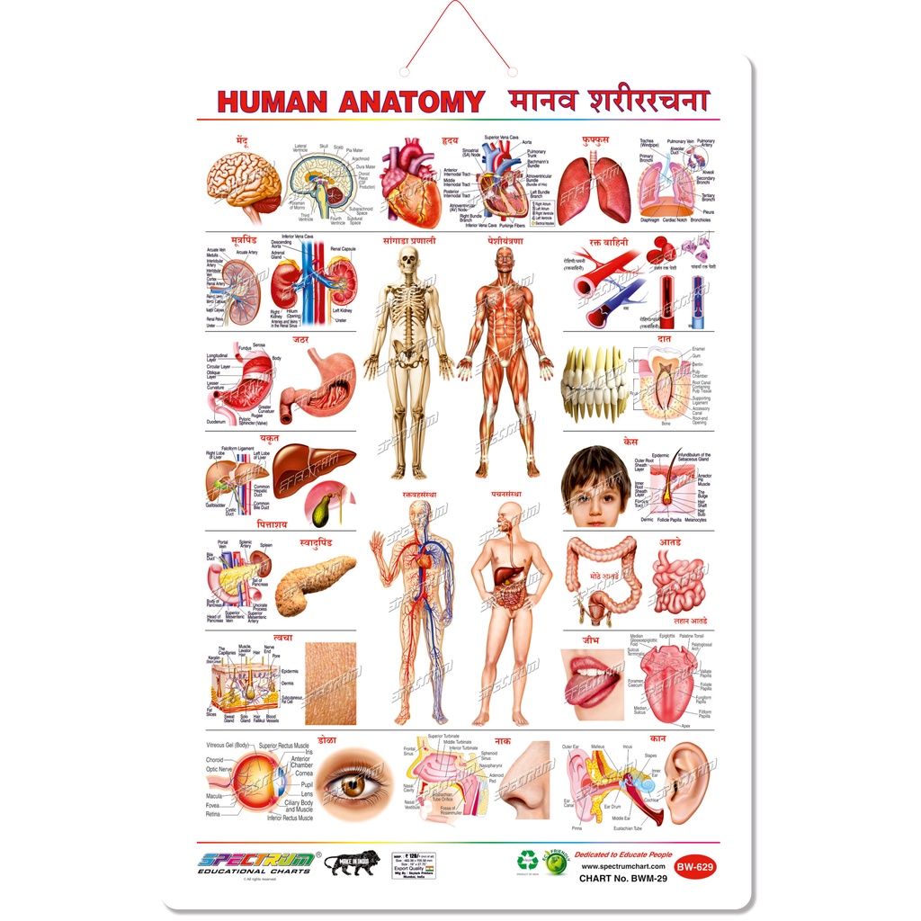 HUMAN ANATOMY MARATHI WALL CHART Shopee India